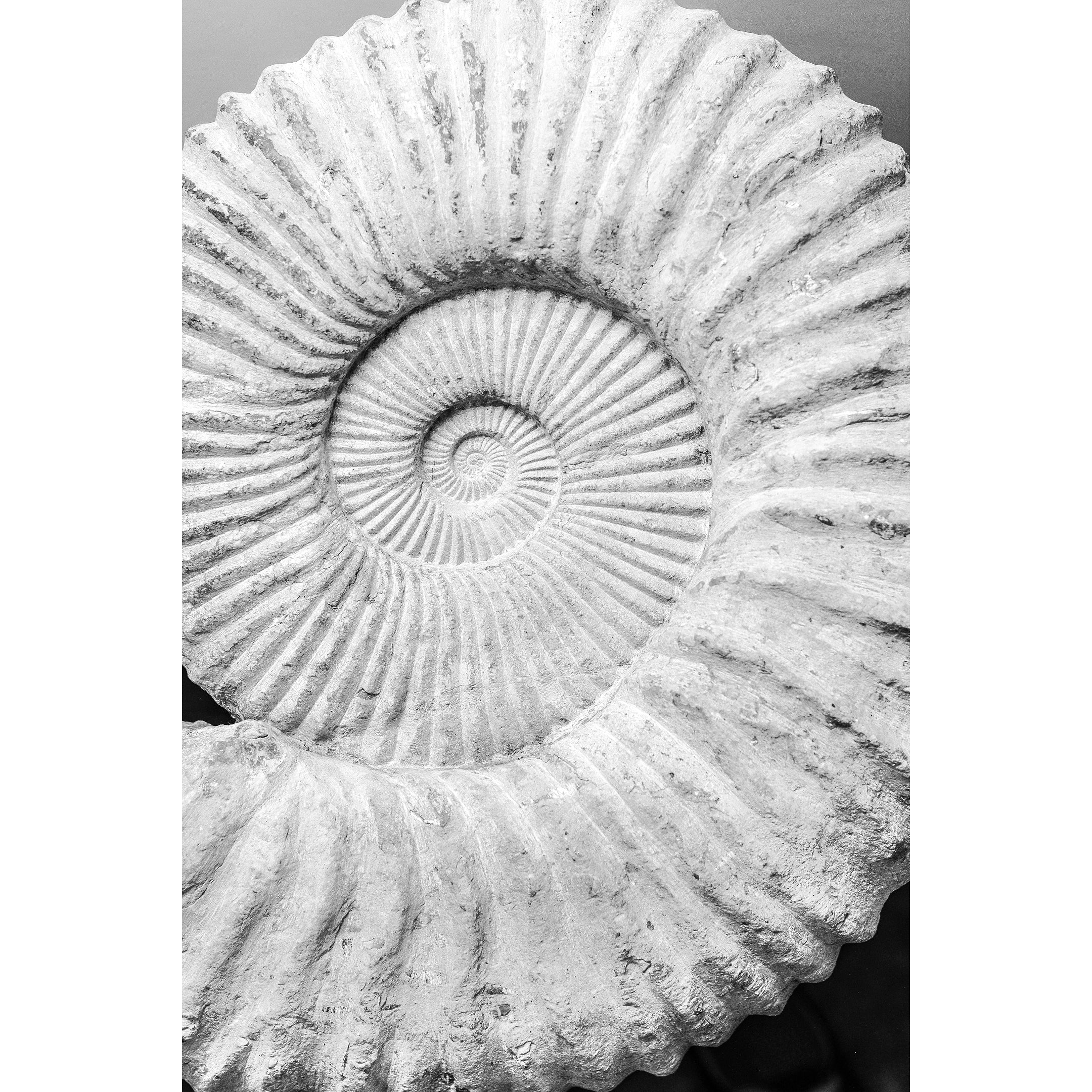 Monochrome Shell Print