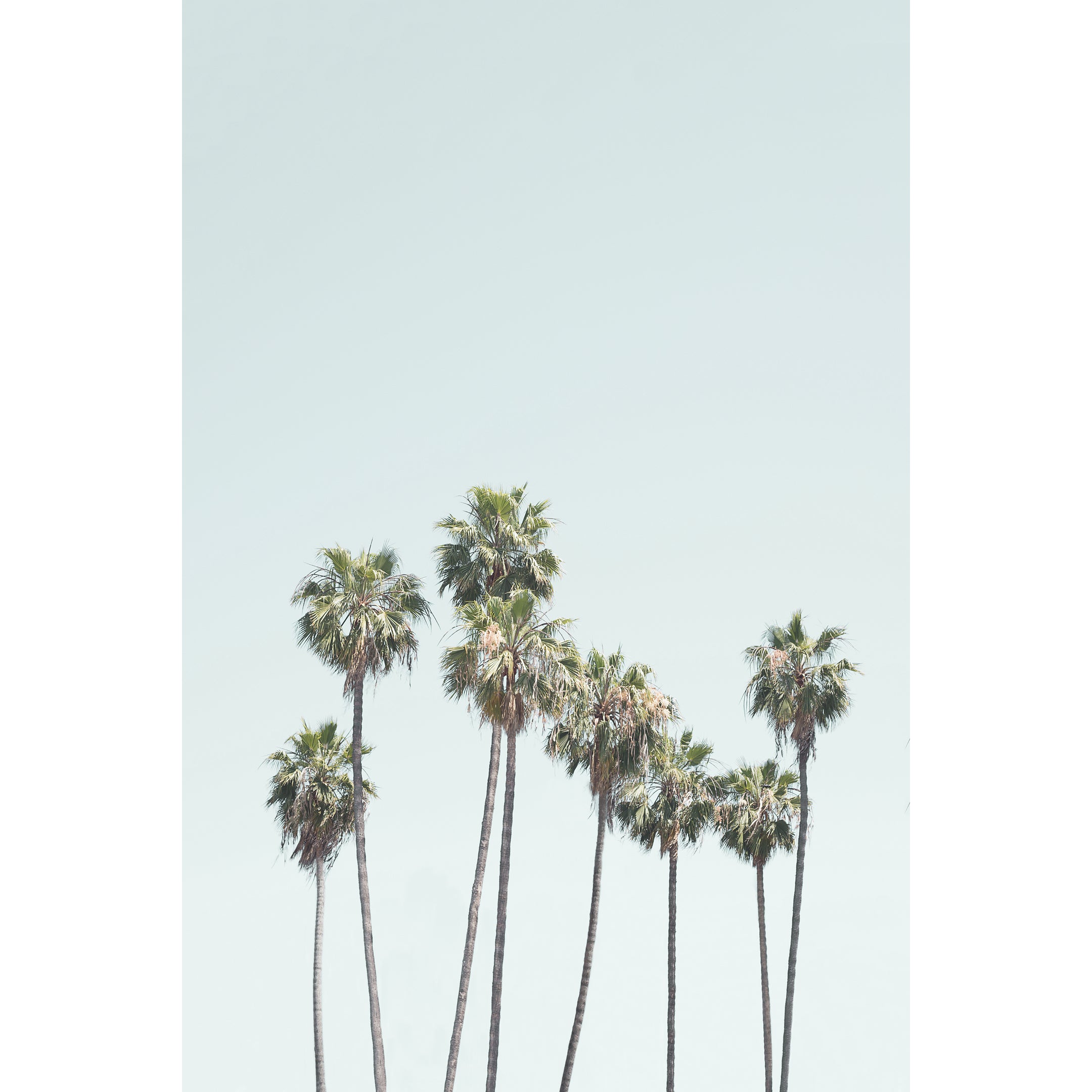 Blue Palm Trees Print